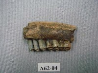 藏品(小鹿下顎)的圖片